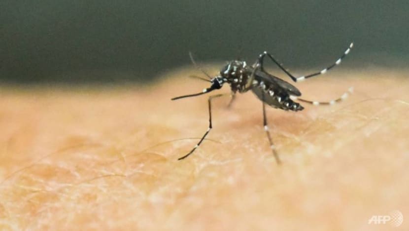 More dengue cases reported in Singapore, less common strain detected in more clusters More dengue cases reported in Singapore, less common strain detected in more clusters