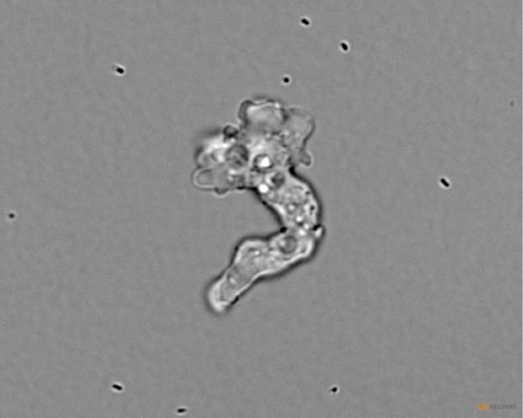 Tenacious hot springs amoeba sets heat-tolerance record