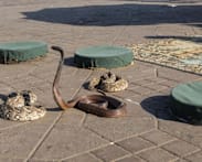 German tourist dies after Egypt snake bite