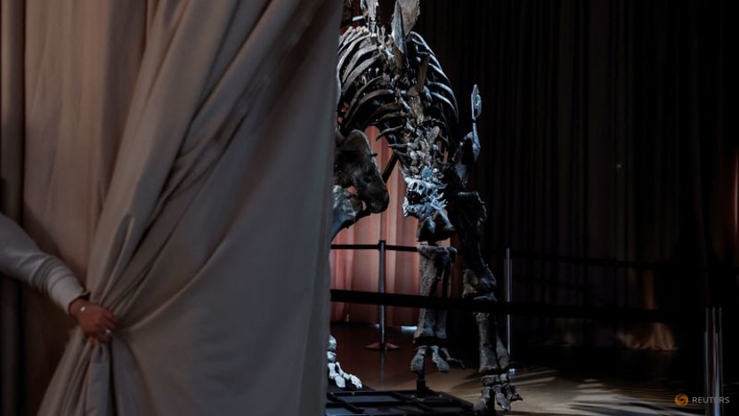 New York museum unveils 'Apex' - an almost complete Stegosaurus