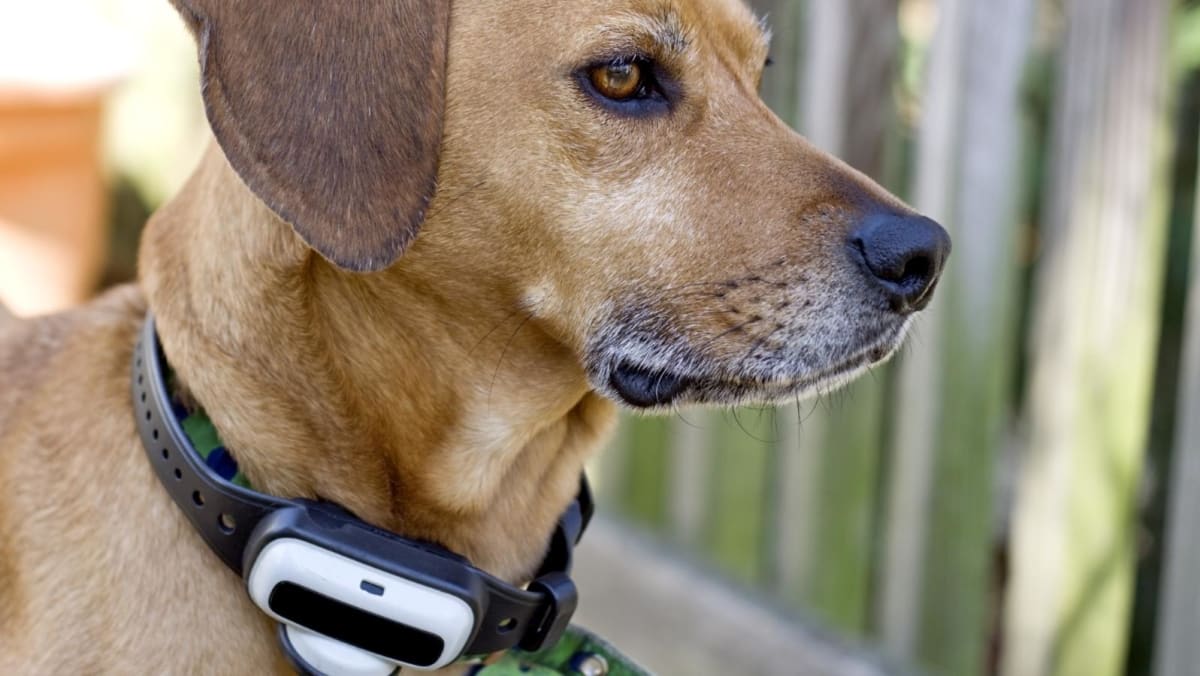 Low voltage shock collar deals