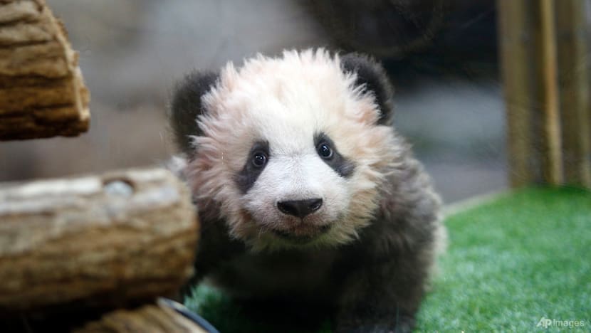 French zoo returns poorly panda and partner to China French zoo returns poorly panda and partner to China