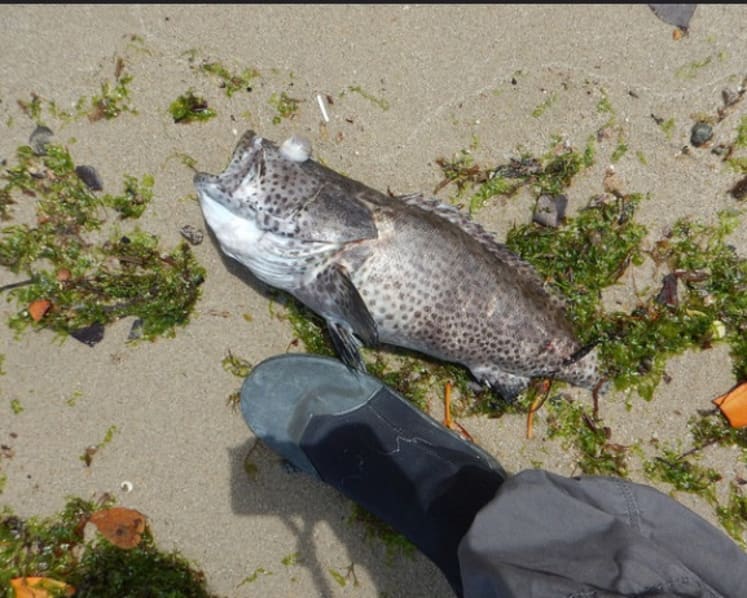 Up to 600 tonnes of fish lost to algal bloom: AVA