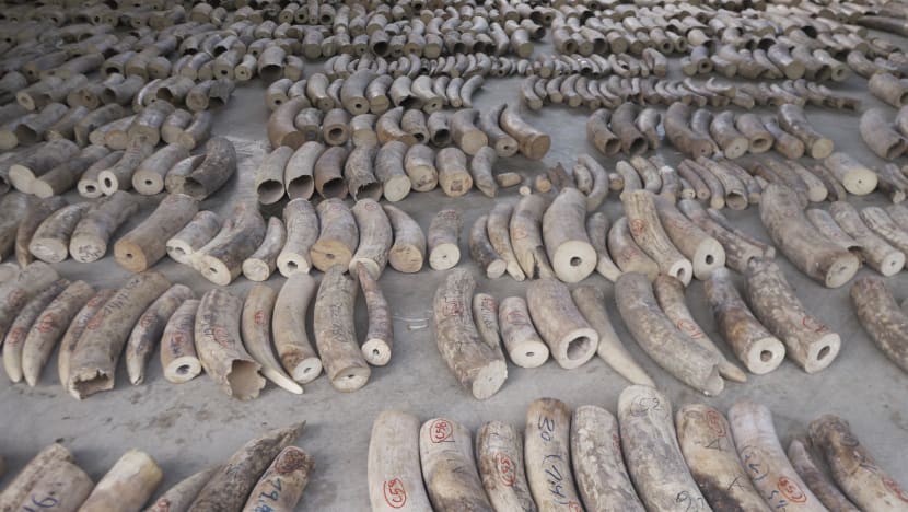 Record shipment of illegal ivory seized, along with pangolin scales, worth over S$66 million in total