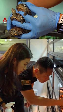 Couple cares for pet turtles, reptiles rescued from deadly Hong Kong fire