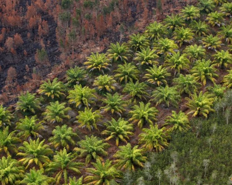 Scrapping oil palm moratorium raises doubt over Indonesia's green commitments: Environmentalists