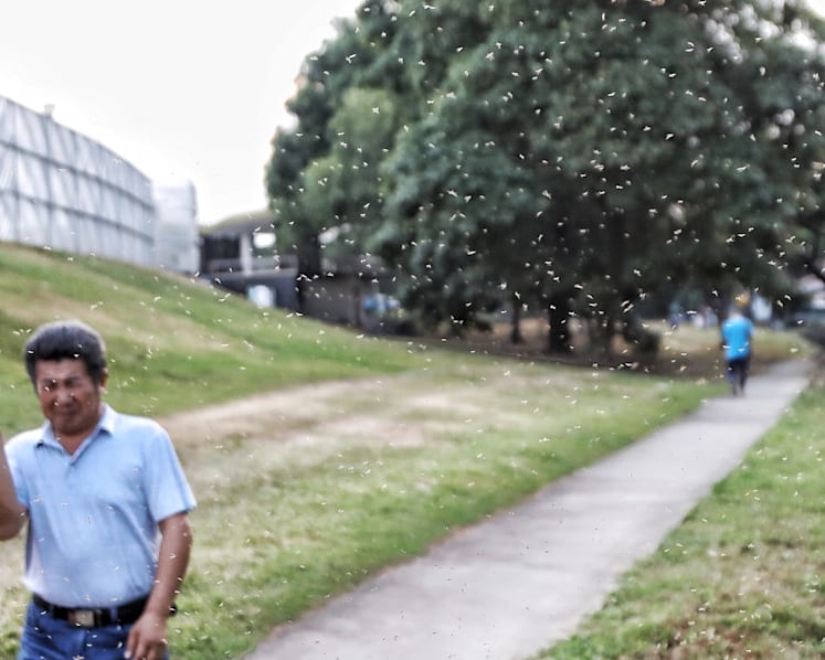 Pandan Reservoir midge outbreak: Residents liken it to a 'horror movie', says Member of Parliament