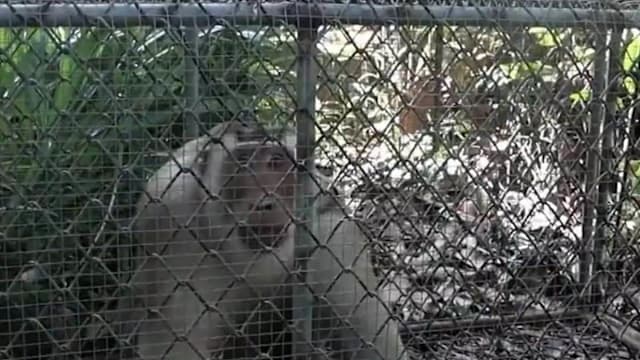 袭击老汉致死  泰国野生猕猴经过三天追捕后被抓获