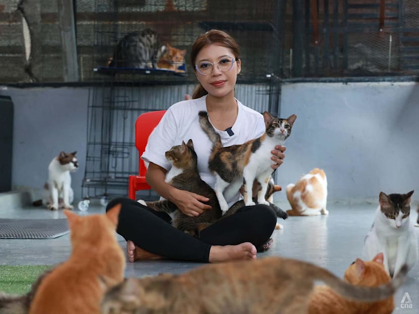 This Singapore marriage counsellor is selling her car to help fund a quest to save JB's street cats