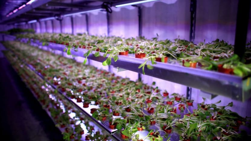 ‘Strategic’ food farms to get more funding help from AVA