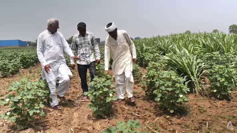 Indian farmers push back against importing genetically modified crops from US 
