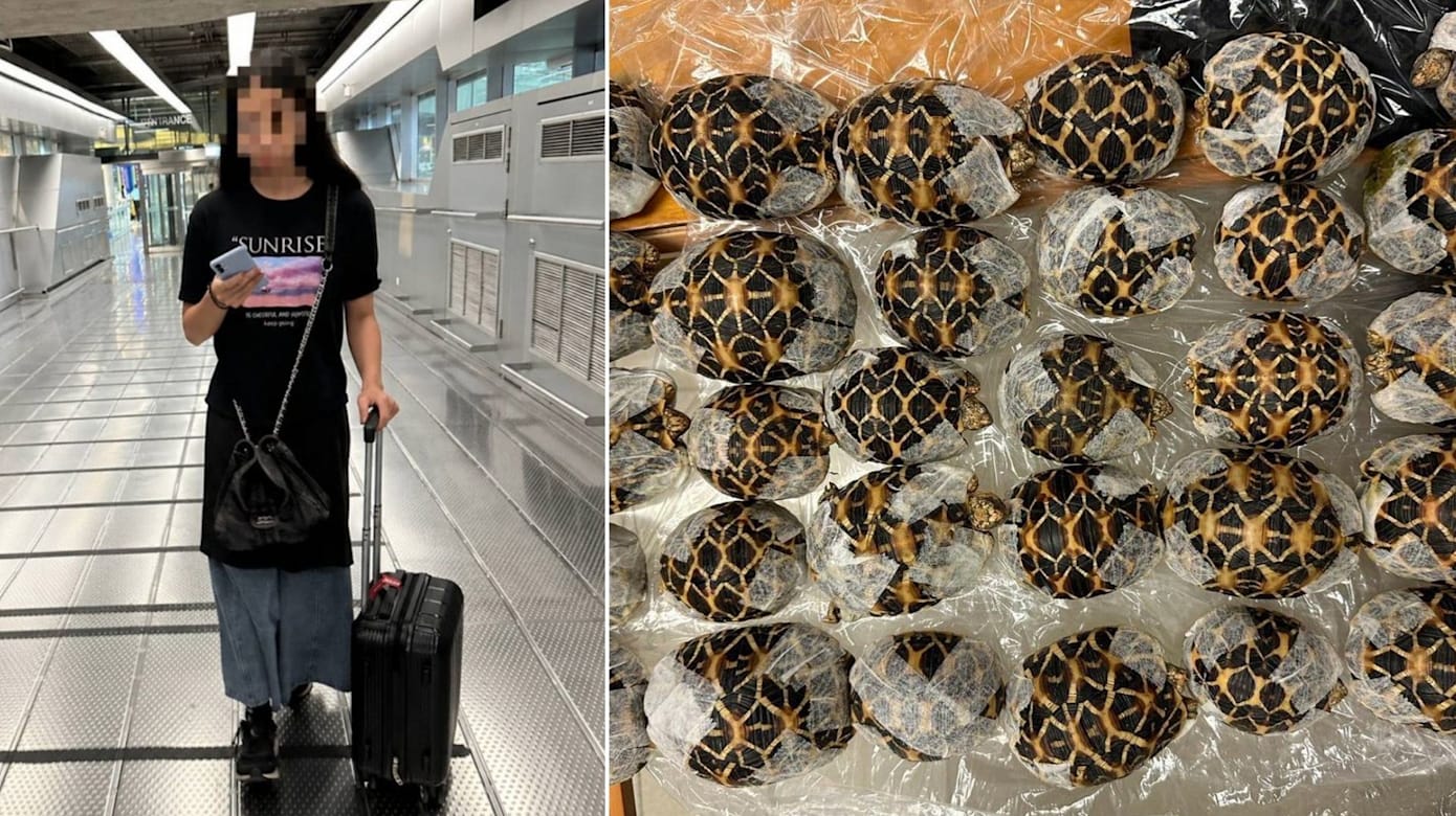 涉藏匿及走私30只印度星龟出境 台湾女旅客泰国机场被捕