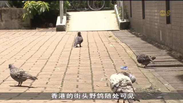 香港政府新修订野生动物保护条例 昨天起生效