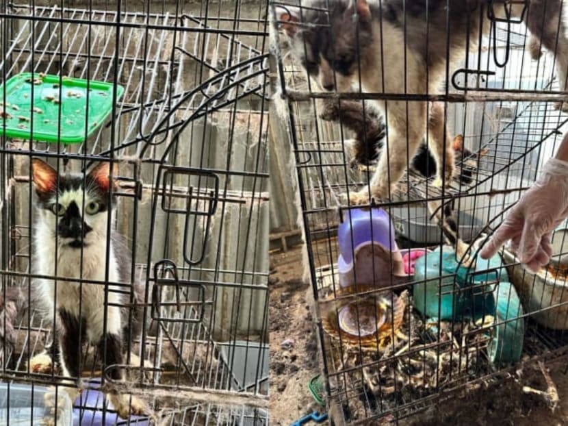 (Left) One of the cats found alive at a Jalan Minyak rental flat on June 6, 2023; (right) a rescuer points to the skeletal remains of three cats at the bottom of a cage. (Left) One of the cats found alive at a Jalan Minyak rental flat on June 6, 2023; (right) a rescuer points to the skeletal remains of three cats at the bottom of a cage.