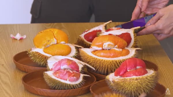 channelnewsasia.com - Melissa Goh - Less sugar, same punch? Sabah's red durians take centre stage in tourism push