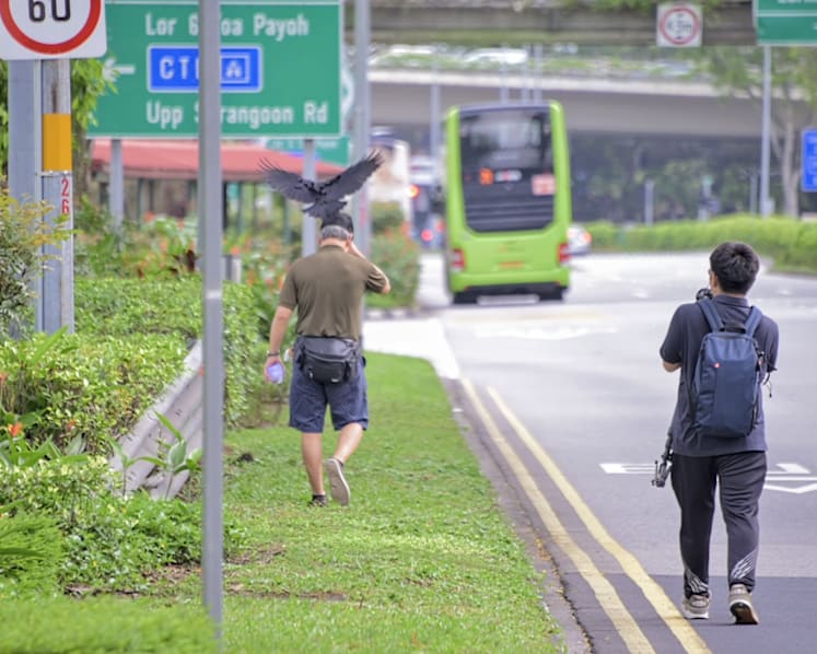 NParks to trap crows, remove nests around Bishan street after birds attack people