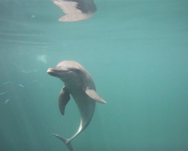 NParks’ vets observe ‘no abnormal behaviour’ by RWS dolphins after viral video raises alarm