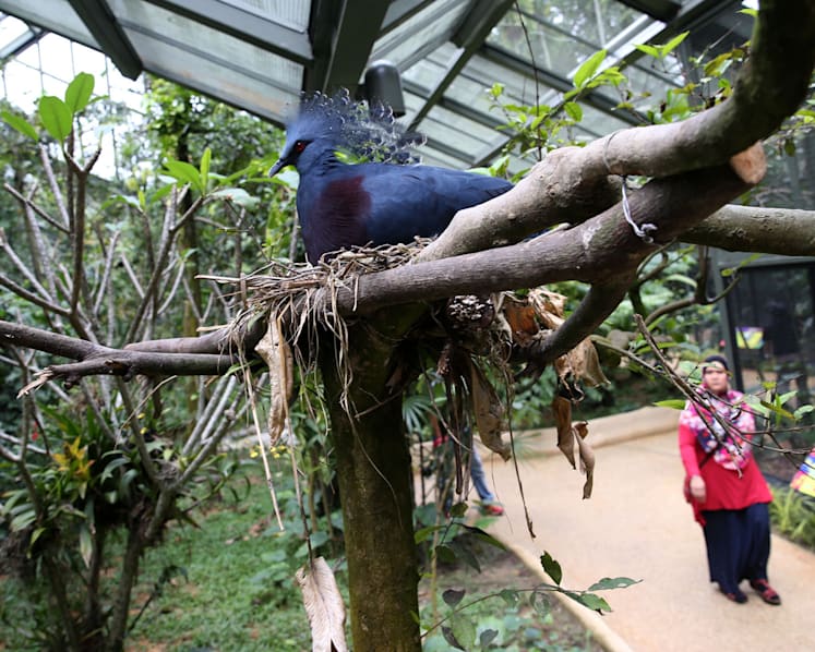 Rare Asian birds at Jurong Bird Park’s Wings of Asia aviary
