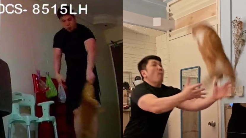 #trending: Man under fire for allegedly mistreating cat in viral videos issues public apology