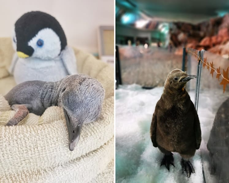 Percy the penguin, two other chicks are the new babes at Jurong Bird Park