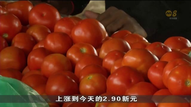 印度番茄价格飙升逾五倍 消费者纷纷停止食用