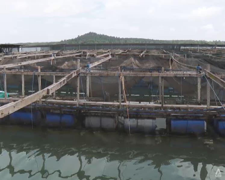Singapore deploys tech to help fish farmers predict harmful algae blooms, protect supply