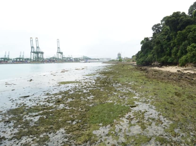 Rocky shore with seagrass at Labrador Nature Reserve.
