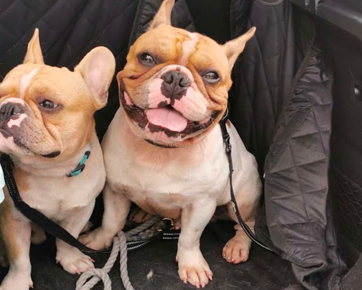 Dog trainer fined S$8,000 after leaving 2 bulldogs in car boot, causing their deaths from heat stress