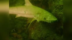 Related article image