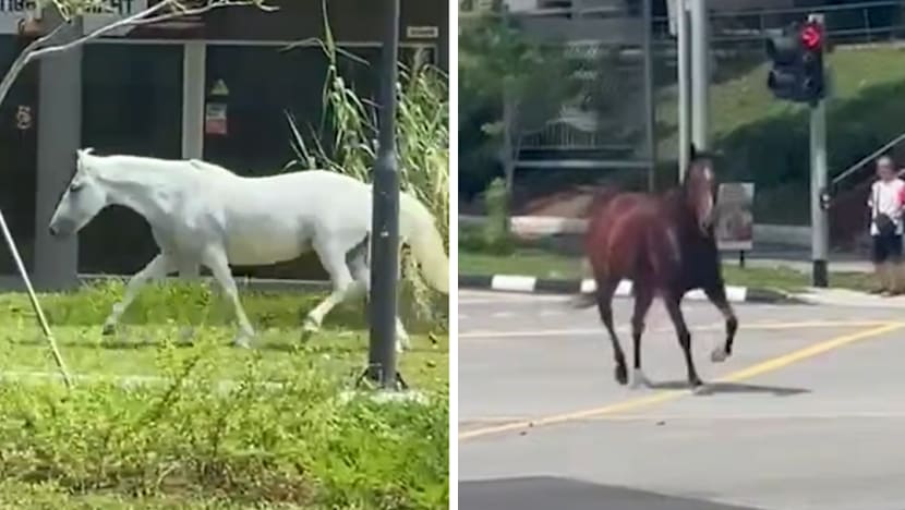Police called in after two escaped horses spotted in Pasir Ris