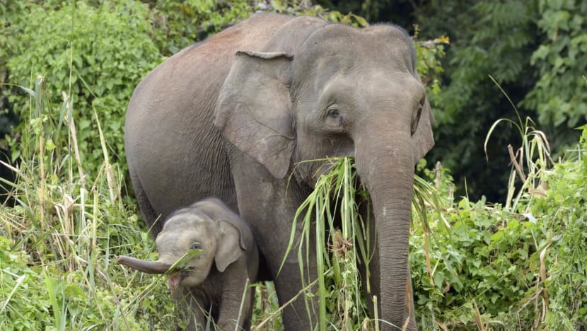Elephants trample car after it hits calf along Malaysia highway