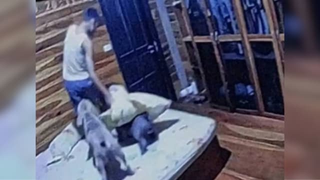 三只美国恶霸犬咬死18岁主人 两边耳朵被咬掉