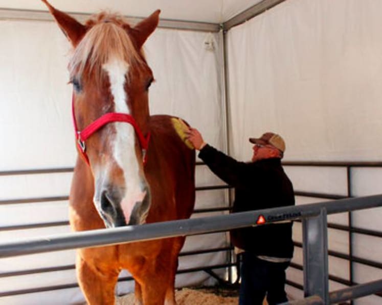 World's tallest horse, Big Jake, dies in Wisconsin at age 20