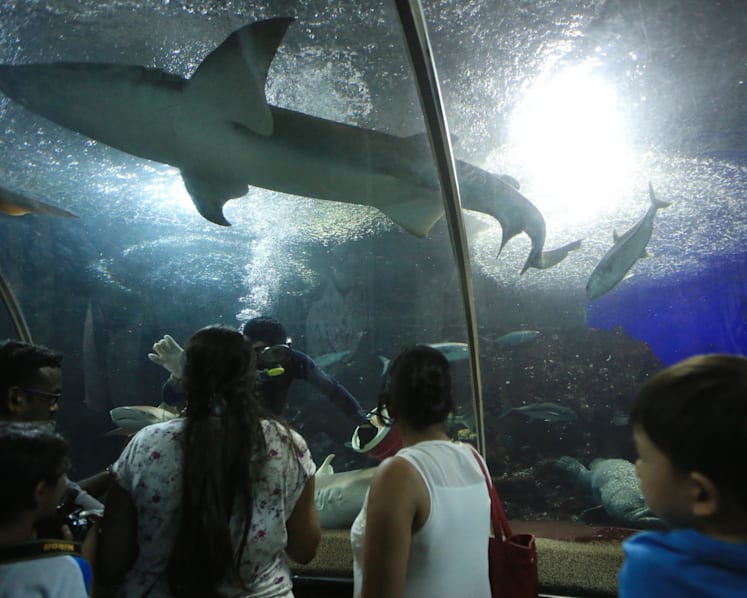 Underwater World admits to safety lapses, uncovered after veteran diver died from stingray attack