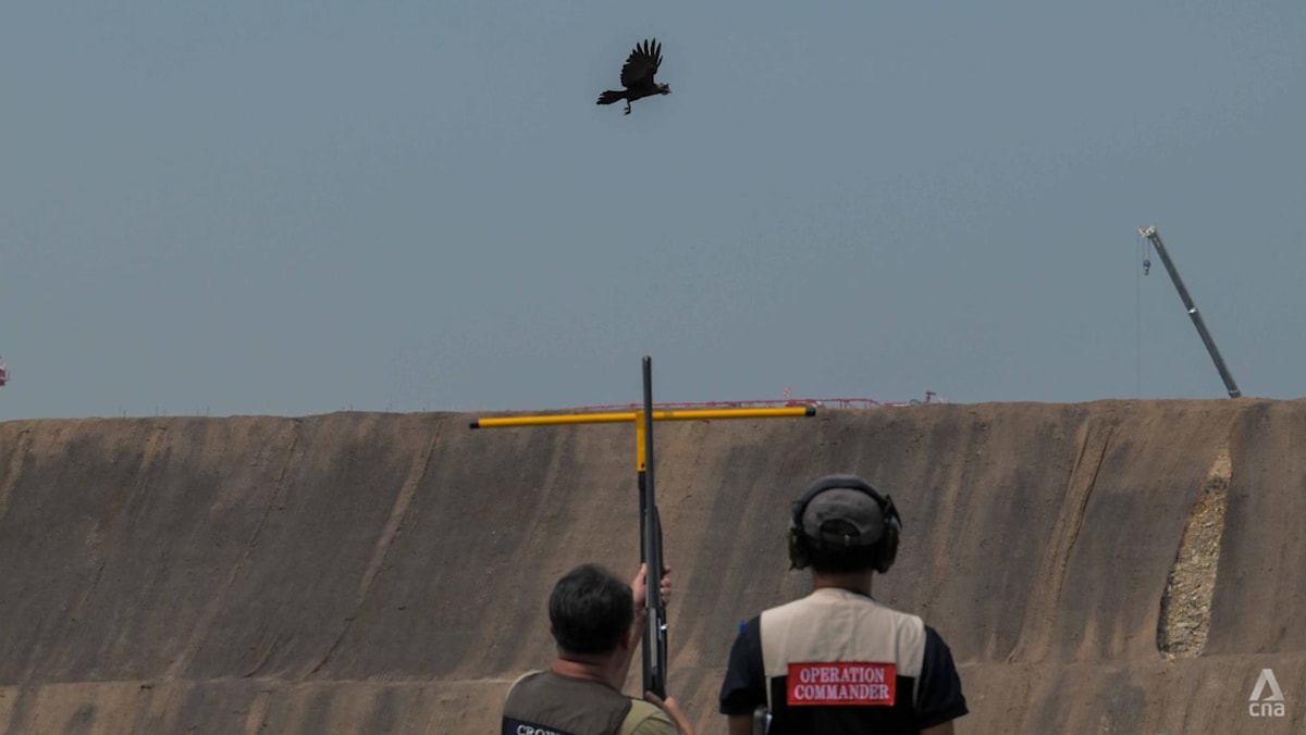 Robot decoys, trained marksmen deployed as Singapore resumes crow shooting operations after six-year hiatus
