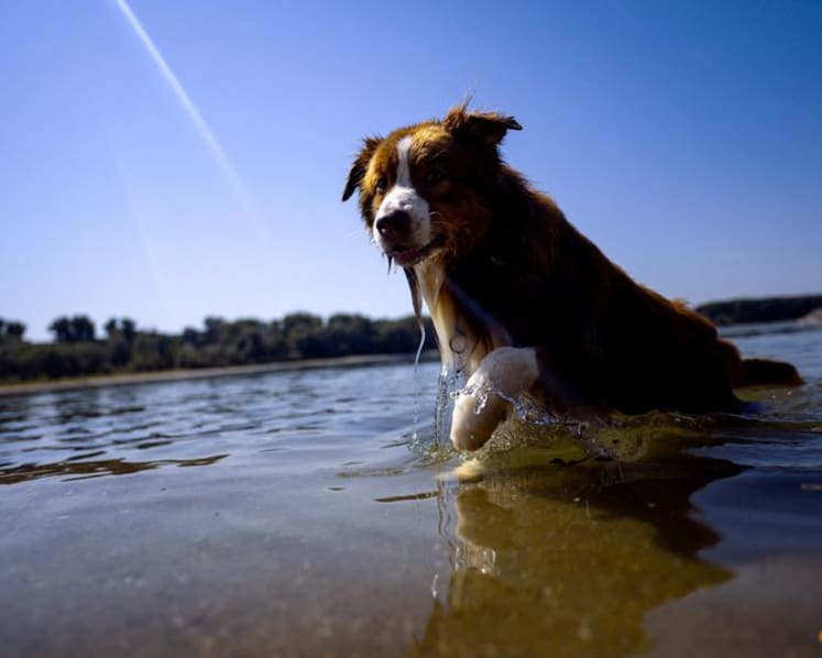 Dogs can distinguish between emotions in a human face, study shows