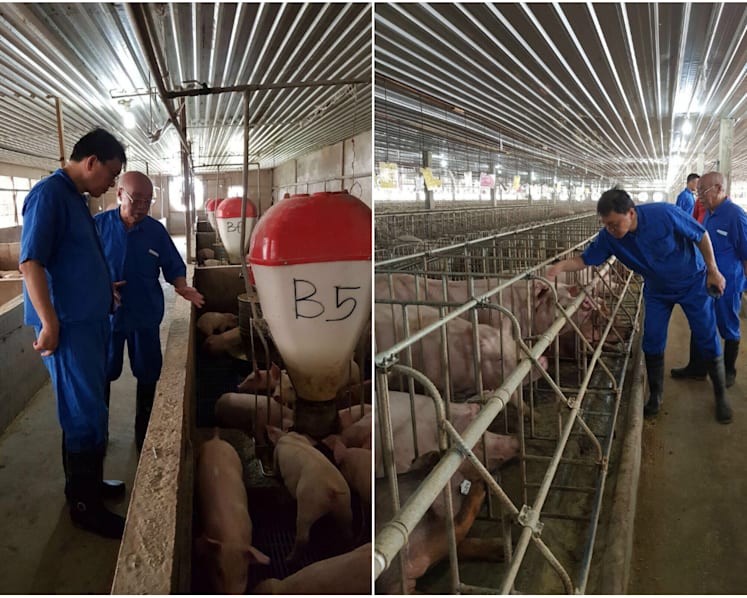 First shipment of live pigs from Malaysia in 18 years arrive in Singapore
