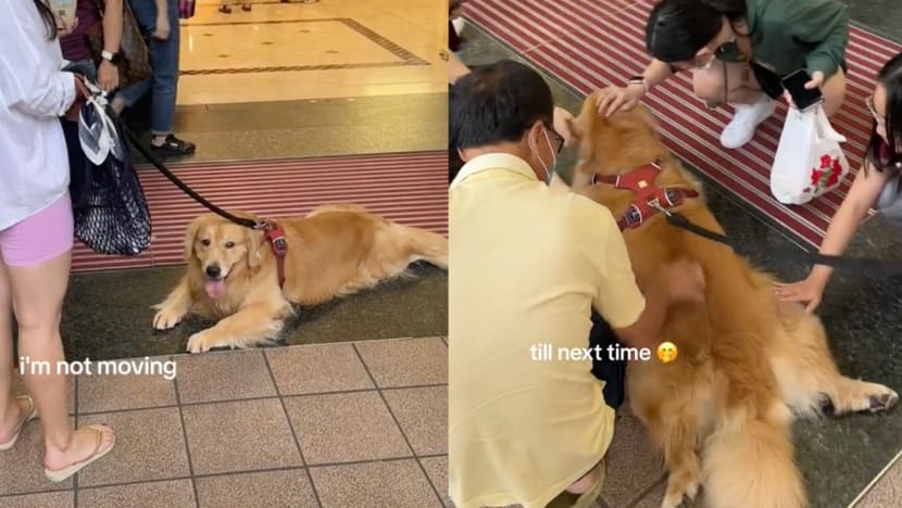 TikTok-Famous Golden Retriever Refuses To Budge From Takashimaya Entrance Until He Gets Free Pats
