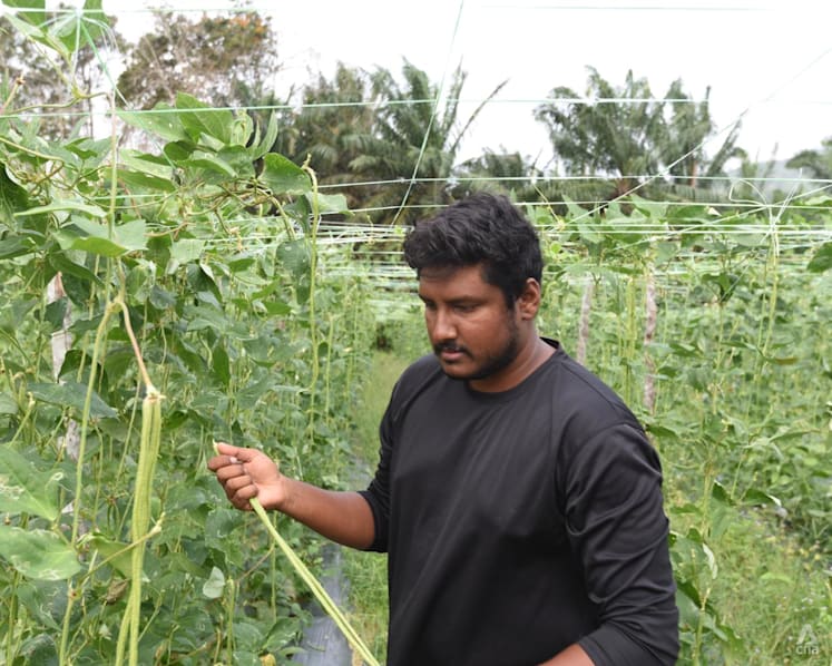 'All 2,000 cucumbers died': Shortage of vegetables, durians from Johor as crops destroyed by floods and heat