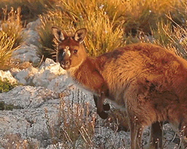 What not to do when you meet a kangaroo on Kangaroo Island