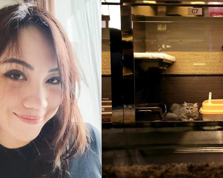 Luxury pet hotel owner charged over selling pedigree cats without pet shop licence