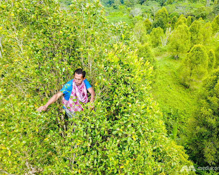 On Indonesia’s ‘Spice Islands’, farmers fight to keep legacy alive