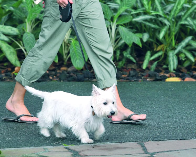 Tighten regime that disqualifies abusers from owning animals