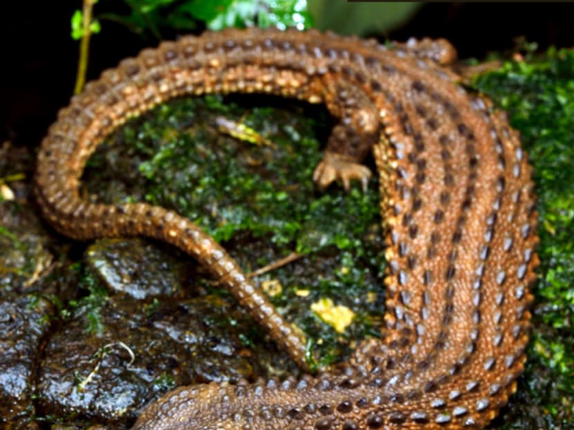 In Japan, where a pair once sold for S$39,558, the lizards became popular after being featured on the cover of a reptile hobbyist magazine. Photo: Traffic