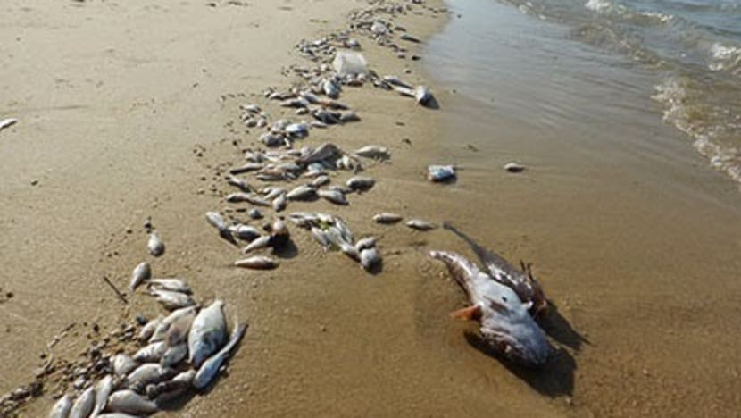 Lab test sheds further light on fish deaths