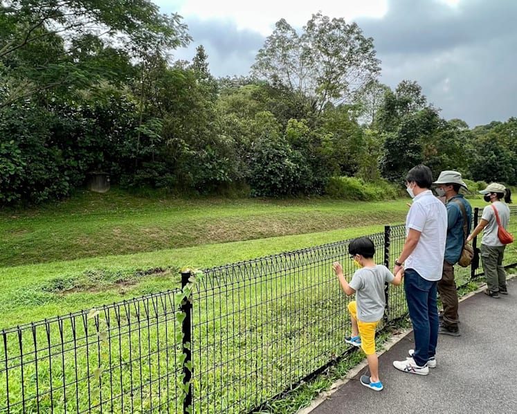 MP raises concerns over safety of children, elderly after wild boars spotted in Zhenghua estate