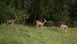 Once nearly extinct, Singapore’s sambar deer are thriving again