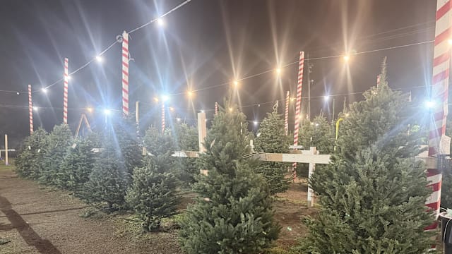 【城市呼吸｜彭菲菲】城市里的流动森林——德国圣诞树情意结