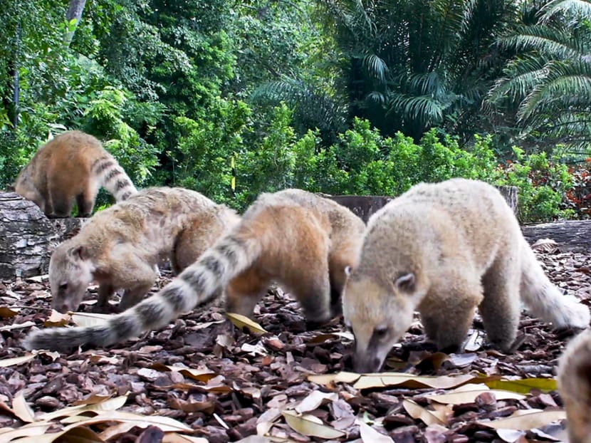 Here&rsquo;s what the animals at the Singapore Zoo are getting up to while no one&rsquo;s around during the circuit breaker