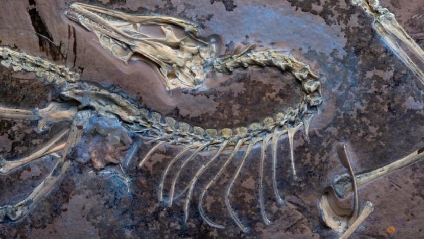 Chicago museum's fossil yields insights on famed early bird Archaeopteryx